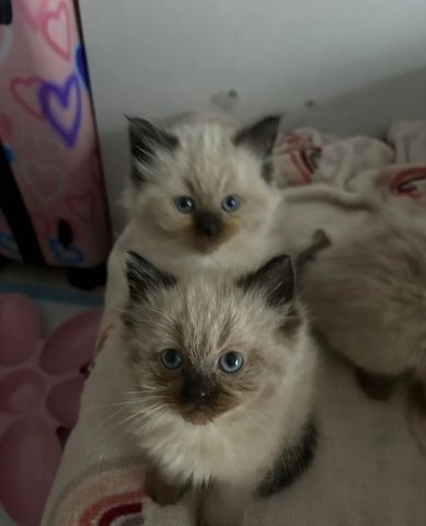 Wunderschöne, flauschige Ragdoll-Kätzchen mit Seal-Point-Fell