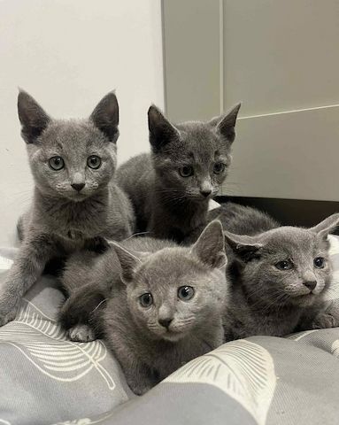 Russisch Blau Kätzchen