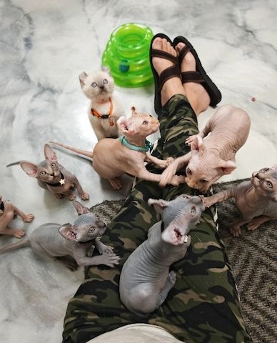 Einzigartige Sphynx-Kätzchen zu verkaufen