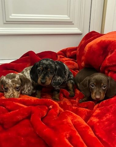 Wunderschöne Dackel abzugeben 