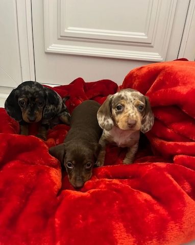 Wunderschöne Dackel abzugeben 