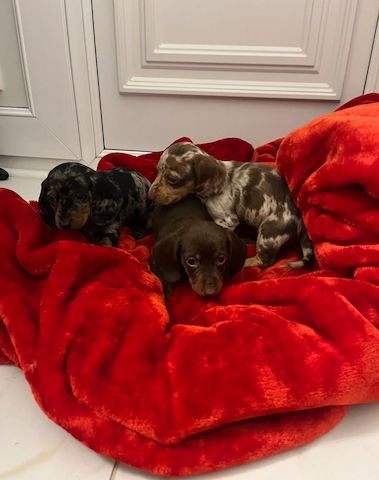 Wunderschöne Dackel abzugeben 