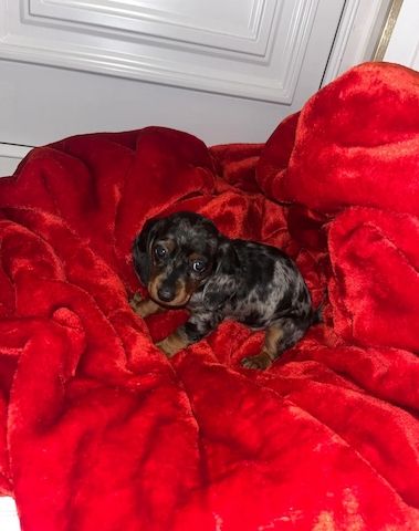 Wunderschöne Dackel abzugeben 