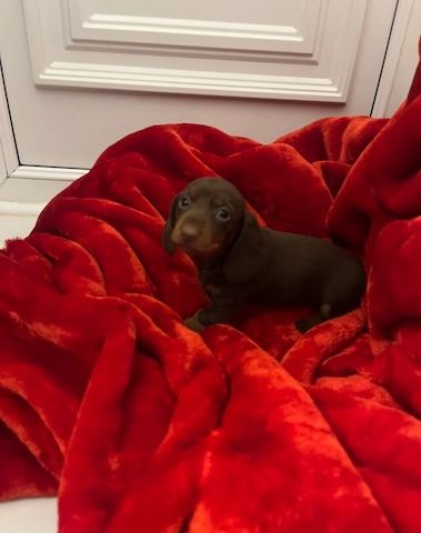 Wunderschöne Dackel abzugeben 