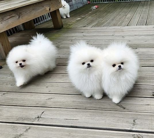 Mini Pomeranian Zwergspitz weiß - creme Welpen WhatsApp: 015124342159
