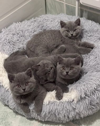 Britisch Kurzhaar BHK Kitten mit Stammbaum sehr typvoll  WhatsApp : 015124342159