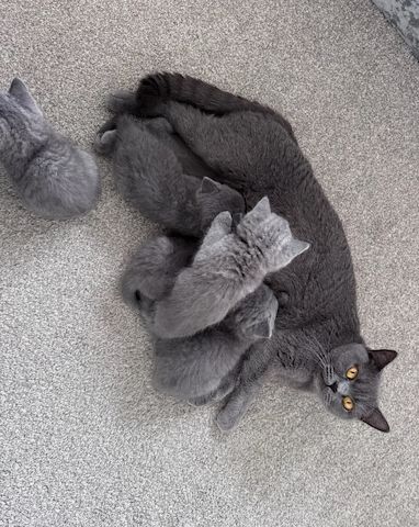 Britisch Kurzhaar BHK Kitten mit Stammbaum sehr typvoll  WhatsApp : 015124342159