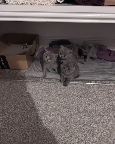 Britisch Kurzhaar BHK Kitten mit Stammbaum sehr typvoll  WhatsApp : 015124342159