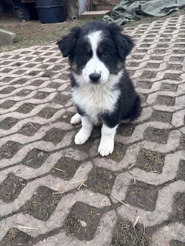 Border Collie Welpen