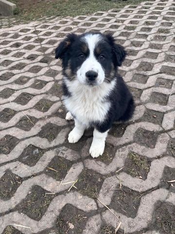 Border Collie Welpen