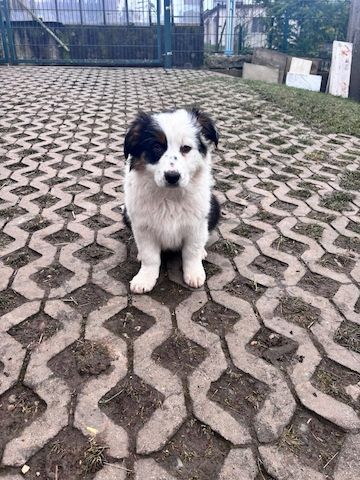 Border Collie Welpen