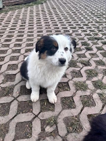 Border Collie Welpen
