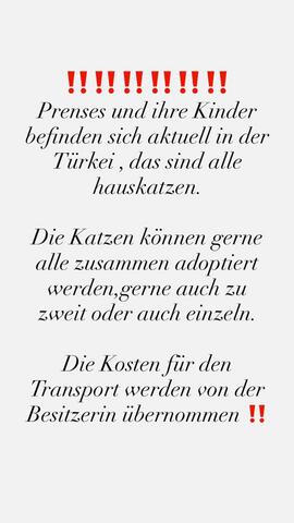 Die Katze wird kostenlos adoptiert.