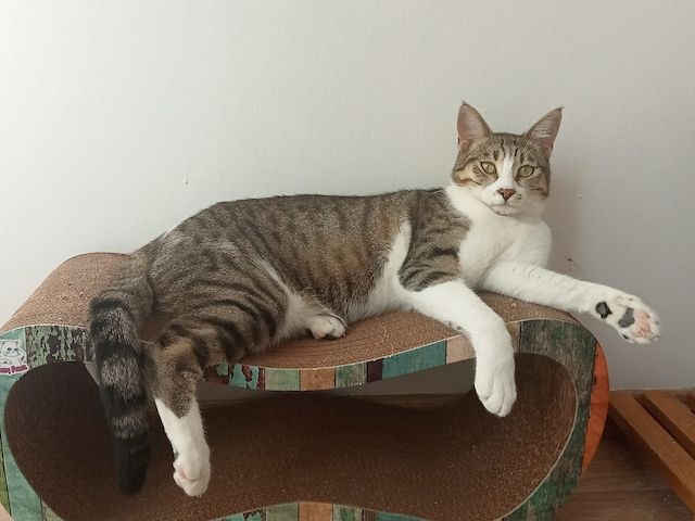 Die Katze wird kostenlos adoptiert.