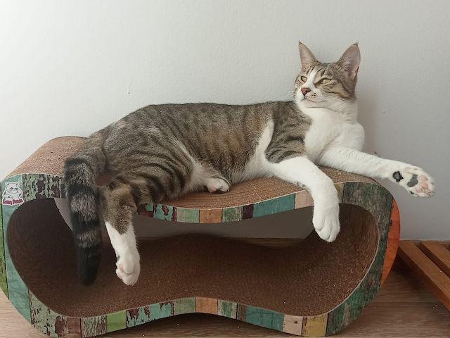 Die Katze wird kostenlos adoptiert.