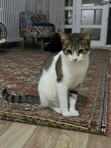 Die Katze wird kostenlos adoptiert.