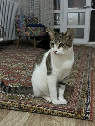 Die Katze wird kostenlos adoptiert.