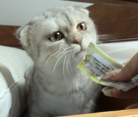 Katze sucht ein für-immer Zuhause