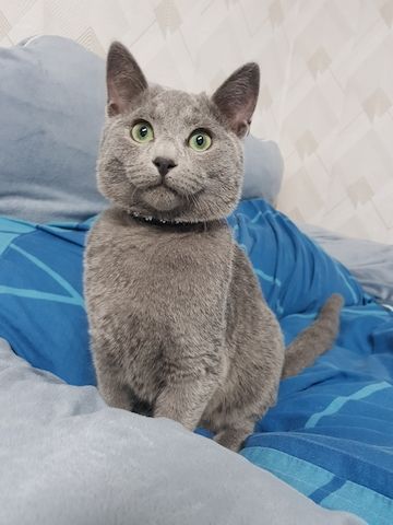 Reinrassiges Russisch Blau Kitten