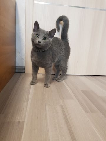 Reinrassiges Russisch Blau Kitten