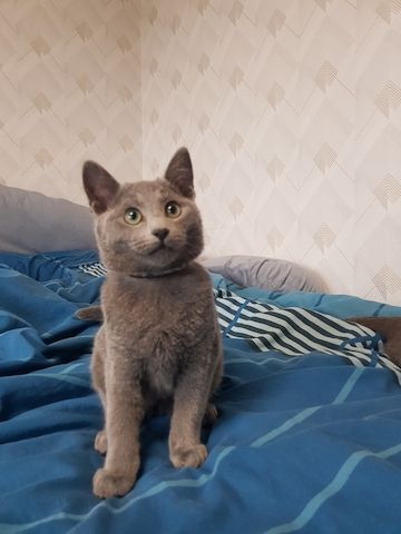 Reinrassiges Russisch Blau Kitten