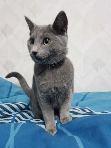 Reinrassiges Russisch Blau Kitten
