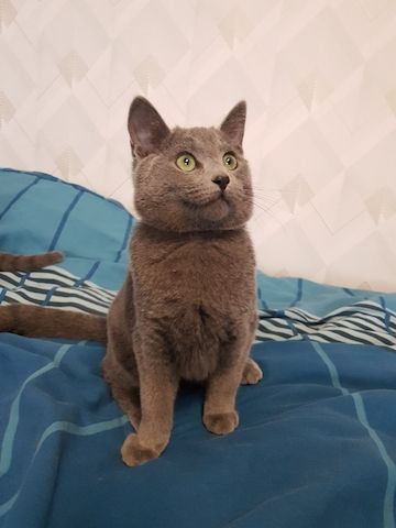 Reinrassiges Russisch Blau Kitten