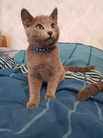 Reinrassige Russisch Blau Kitten
