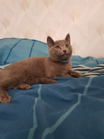 Reinrassige Russisch Blau Kitten