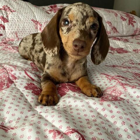 Teckle-Welpen suchen ein neues Zuhause