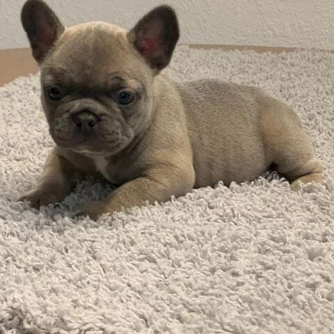 Französische Bulldoggenwelpen zur Adoption