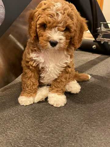 Cavapoo-Welpen zur Adoption