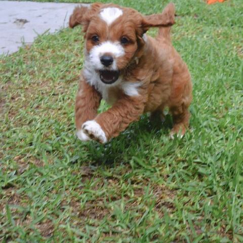 Cavapoo-Welpen zur Adoption