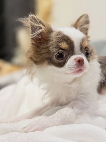 Chihuahua-Welpe zur Adoption