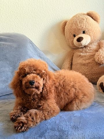 Wunderschöner Toypudel Welpe zu verkaufen 🐩 — Rüde, 5 Monate alt