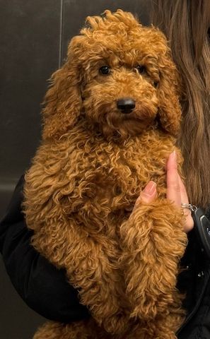 Wunderschöner Toypudel Welpe zu verkaufen 🐩 — Rüde, 5 Monate alt