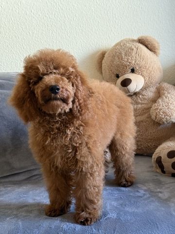 Wunderschöner Toypudel Welpe zu verkaufen 🐩 — Rüde, 5 Monate alt