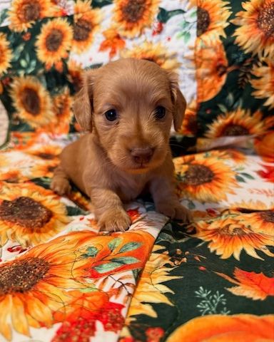 Dackelwelpe zur Adoption