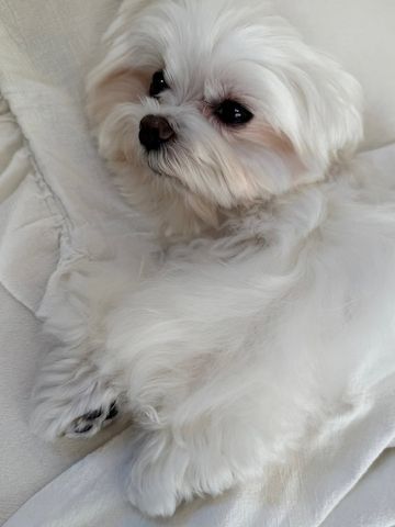 Malteserwelpe zur Adoption