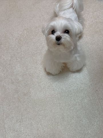 Malteserwelpe zur Adoption