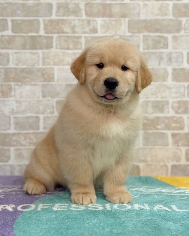 Golden-Retriever-Welpe zur Adoption