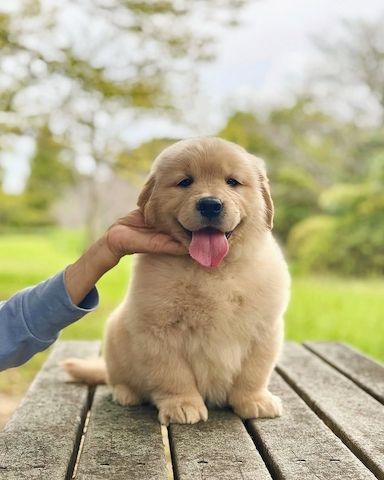 Golden-Retriever-Welpe zur Adoption