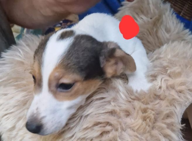 Süße knuddelige niedliche Jack Russell Terrier Welpen suchen neues liebevolles Zuhause
