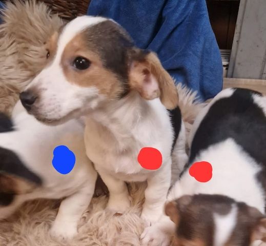 Süße knuddelige niedliche Jack Russell Terrier Welpen suchen neues liebevolles Zuhause