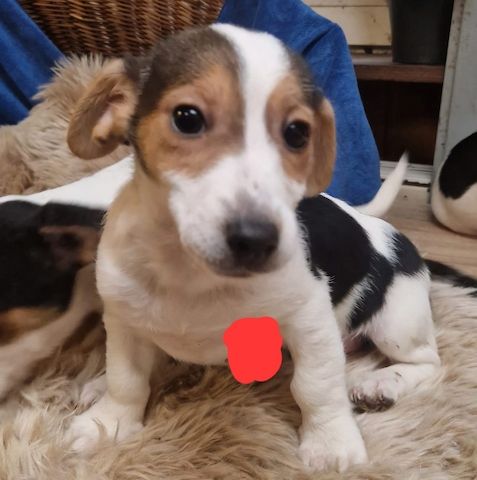 Süße knuddelige niedliche Jack Russell Terrier Welpen suchen neues liebevolles Zuhause