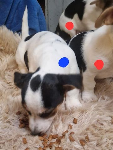 Süße knuddelige niedliche Jack Russell Terrier Welpen suchen neues liebevolles Zuhause