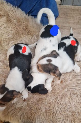 Süße knuddelige niedliche Jack Russell Terrier Welpen suchen neues liebevolles Zuhause