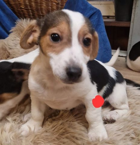 Süße knuddelige niedliche Jack Russell Terrier Welpen suchen neues liebevolles Zuhause