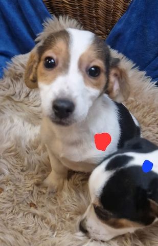 Süße knuddelige niedliche Jack Russell Terrier Welpen suchen neues liebevolles Zuhause