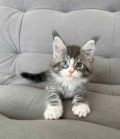 Reinrassige Maine Coons